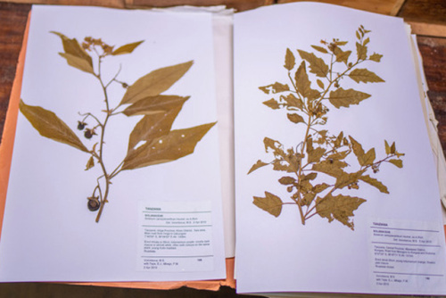 UDSM Herbarium