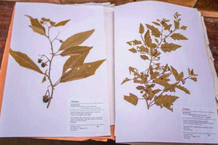 UDSM Herbarium